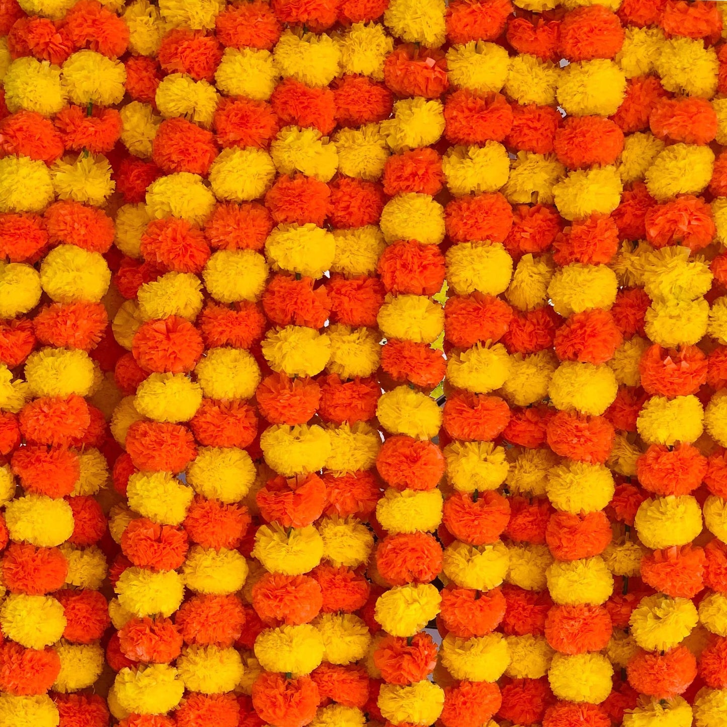 Chrysanthemum Flower