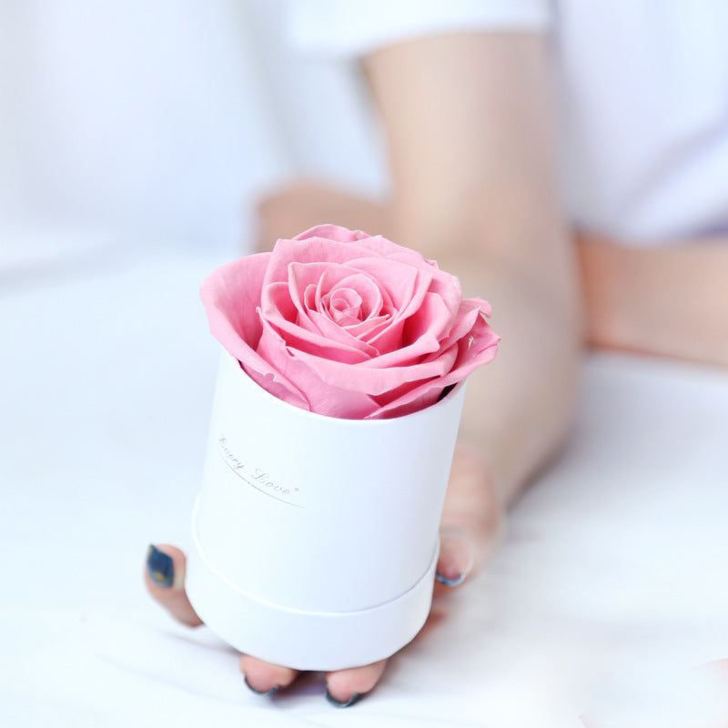 Flower Flower Pot Rose