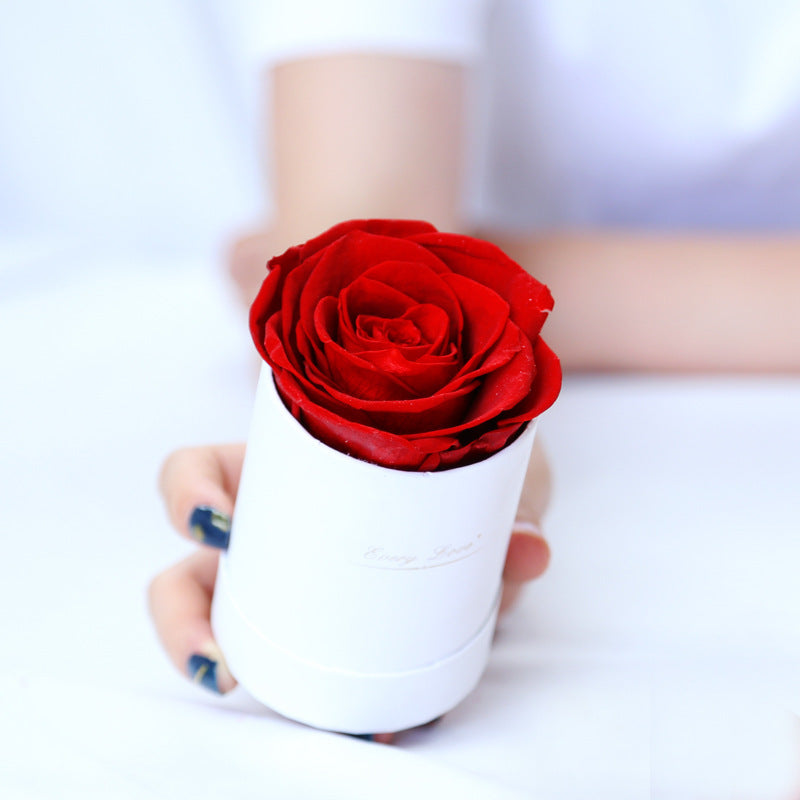 Flower Flower Pot Rose
