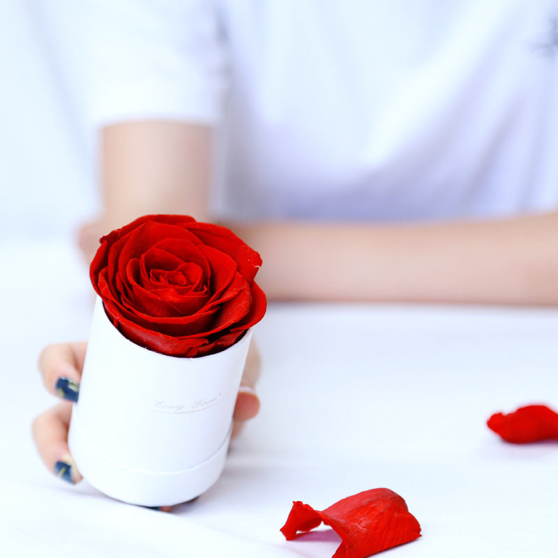 Flower Flower Pot Rose
